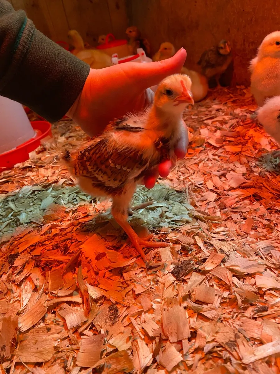 2 week old chicks - Image 2