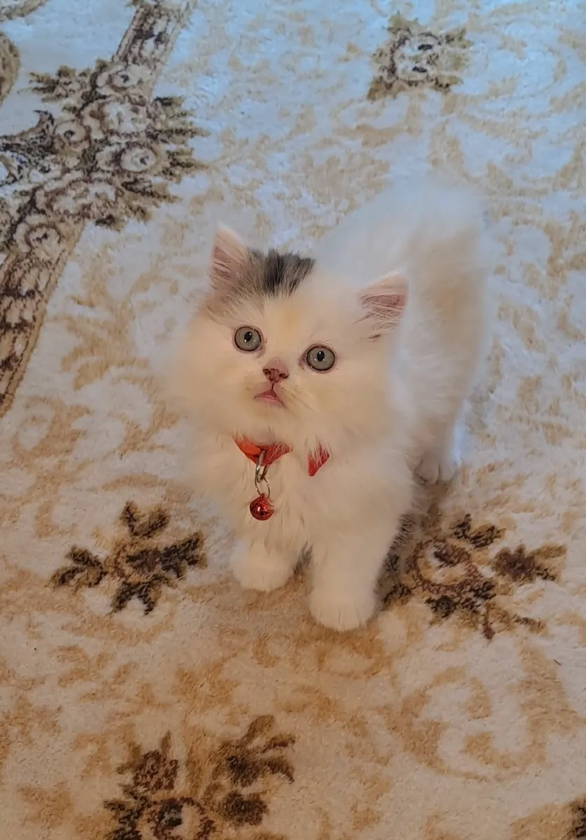Kitten-Scottish Longhair - Image 2