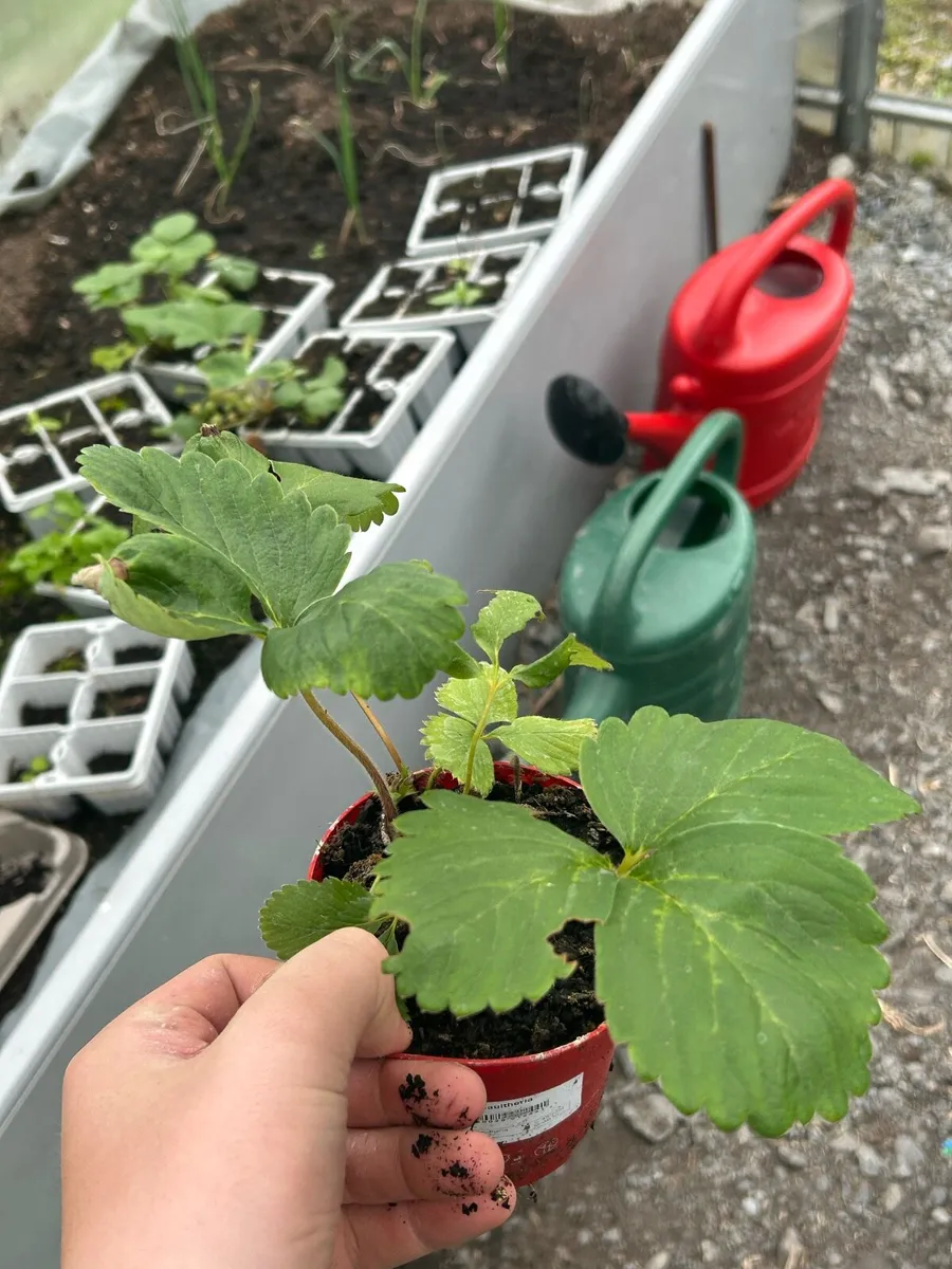 Strawberry plants - Image 1