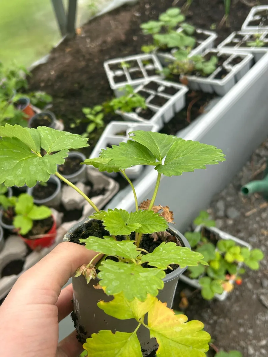 Strawberry plants - Image 2