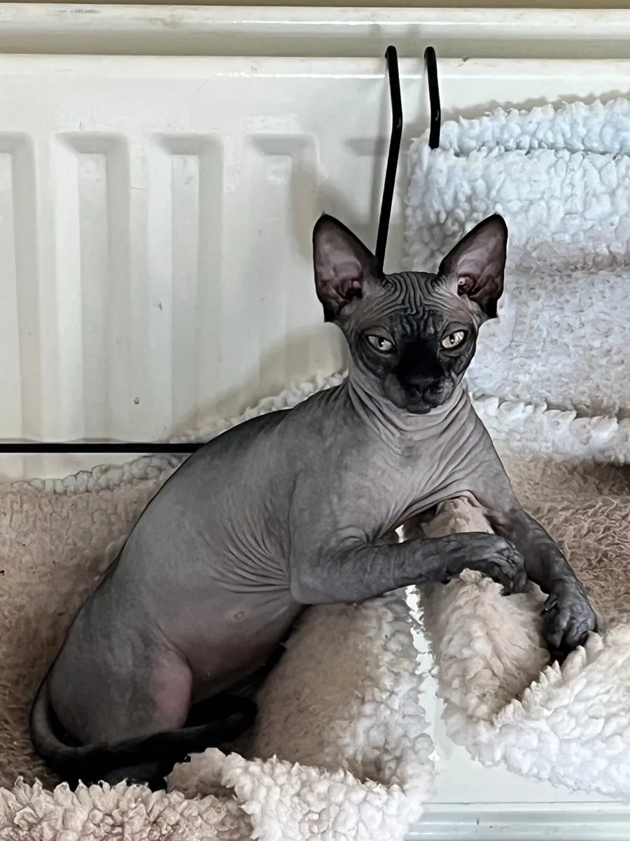 Cat neutered female - Image 1