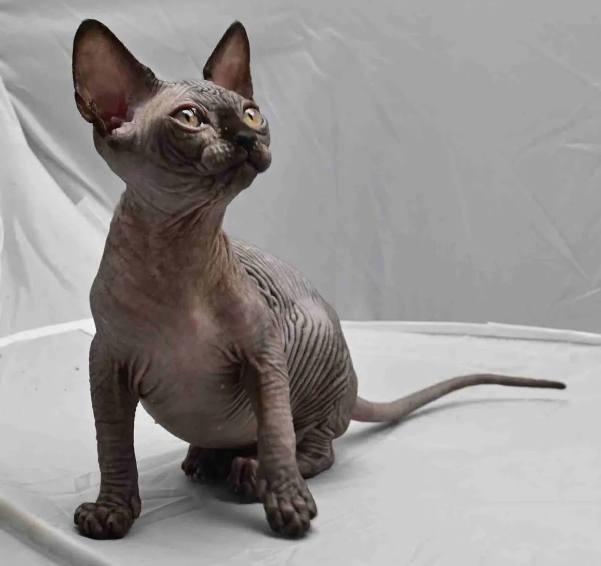 Cat neutered female - Image 2