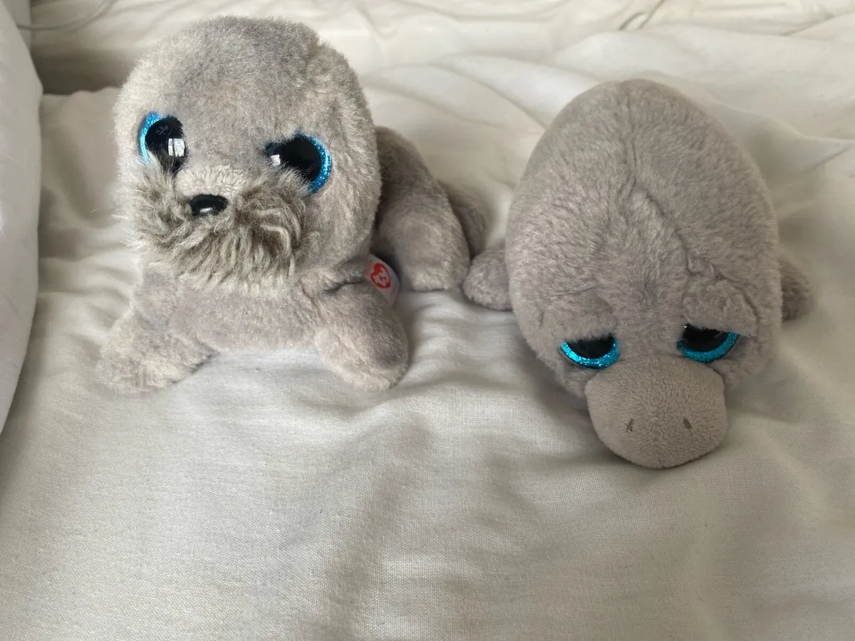 Teddys