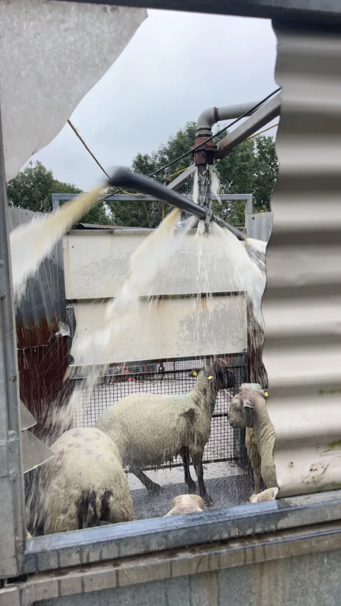 Mobile Sheep dipping - Image 2