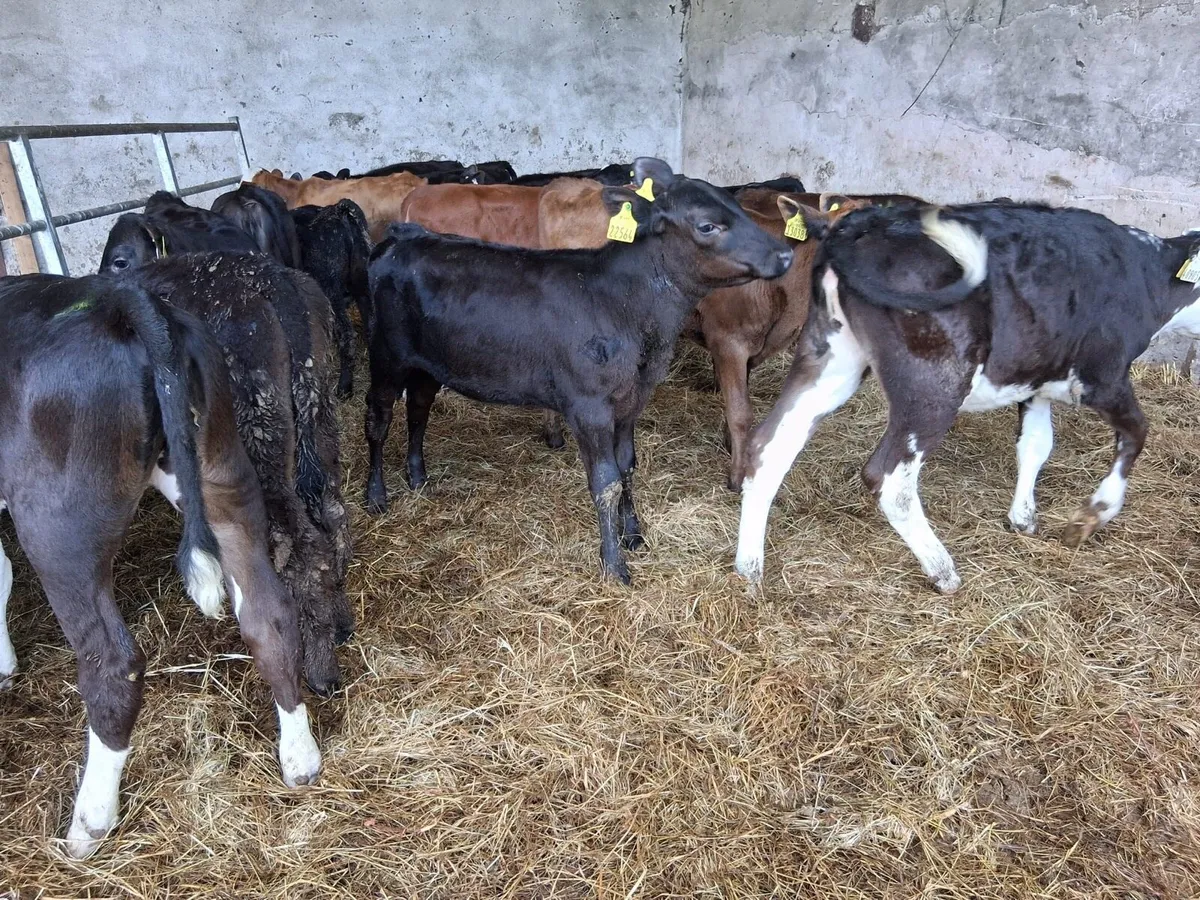 FULLY REARED HEIFER CALVES - Image 2