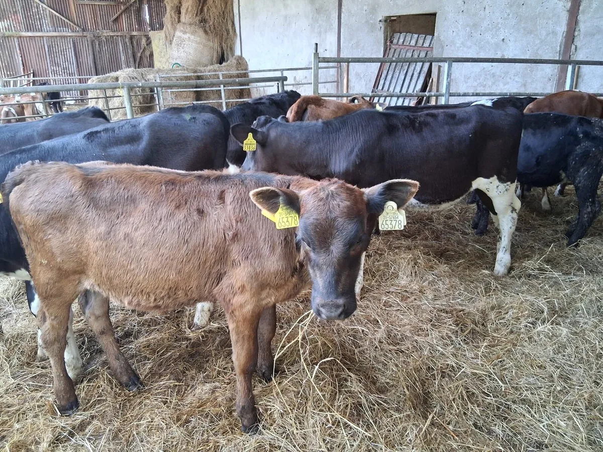 FULLY REARED HEIFER CALVES - Image 3