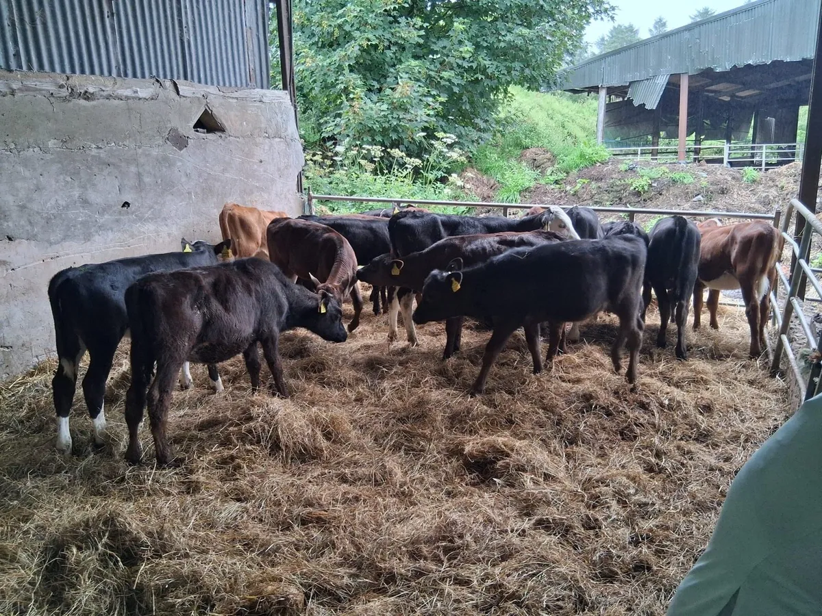 FULLY REARED HEIFER CALVES - Image 4