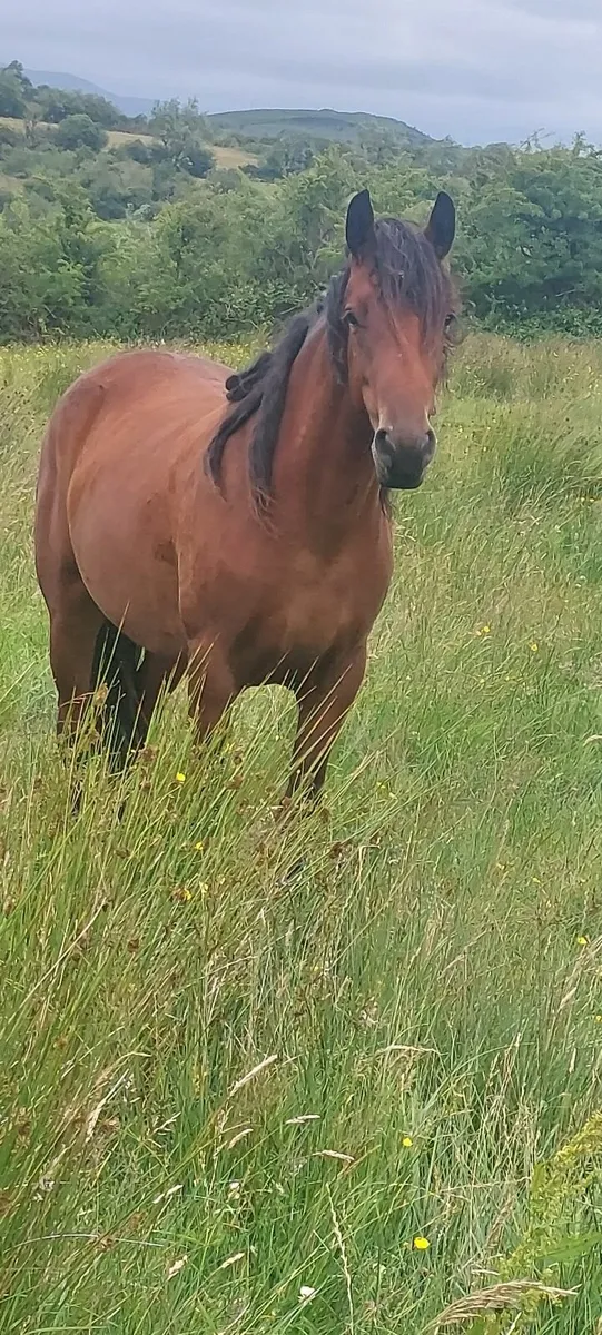Connemara Pony - Image 1