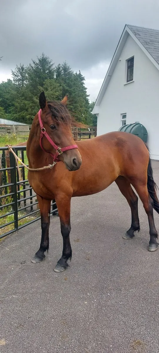 Connemara Pony - Image 4