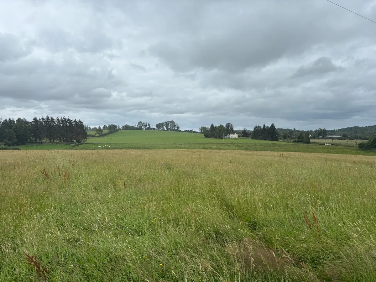 Meadow