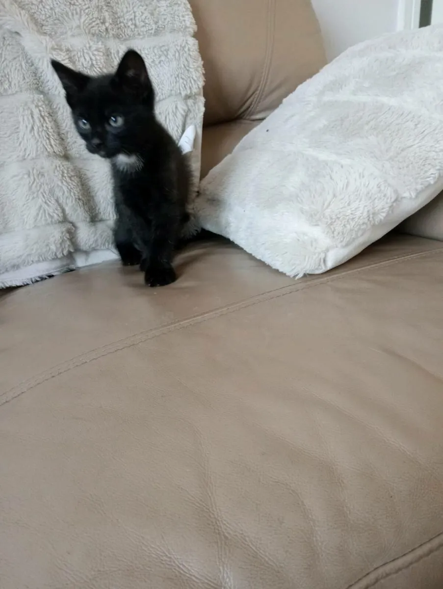 Gorgeous black male Kitten - Image 2
