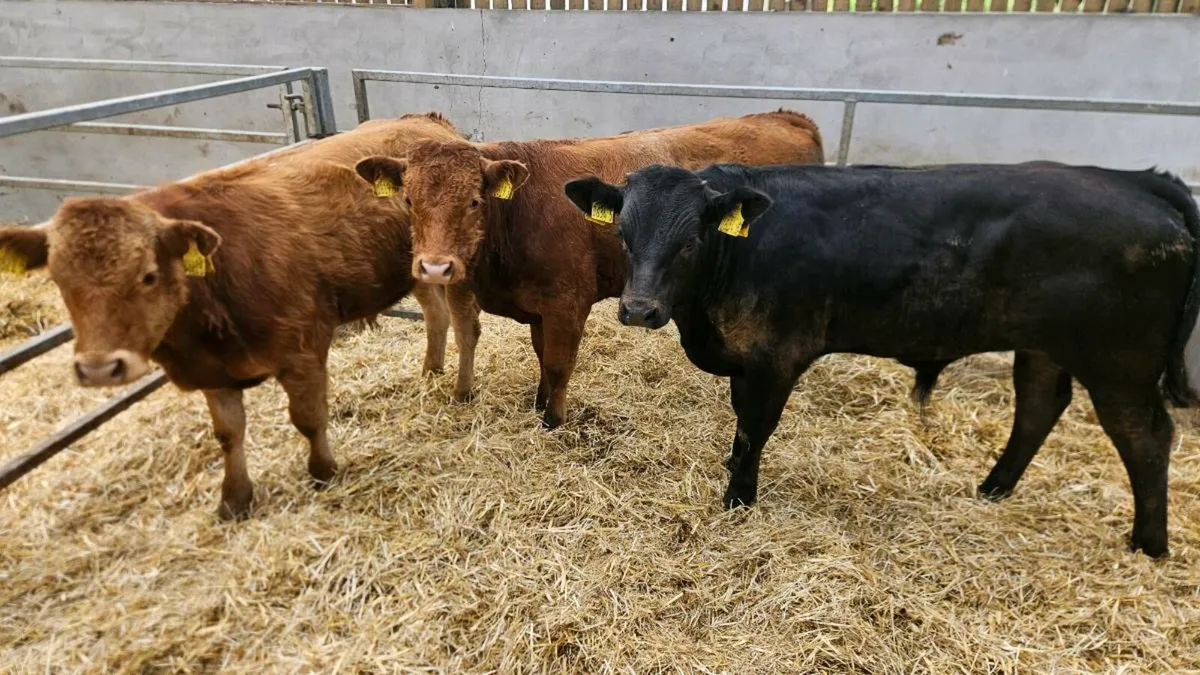 Three Limousin Bulls - Image 1