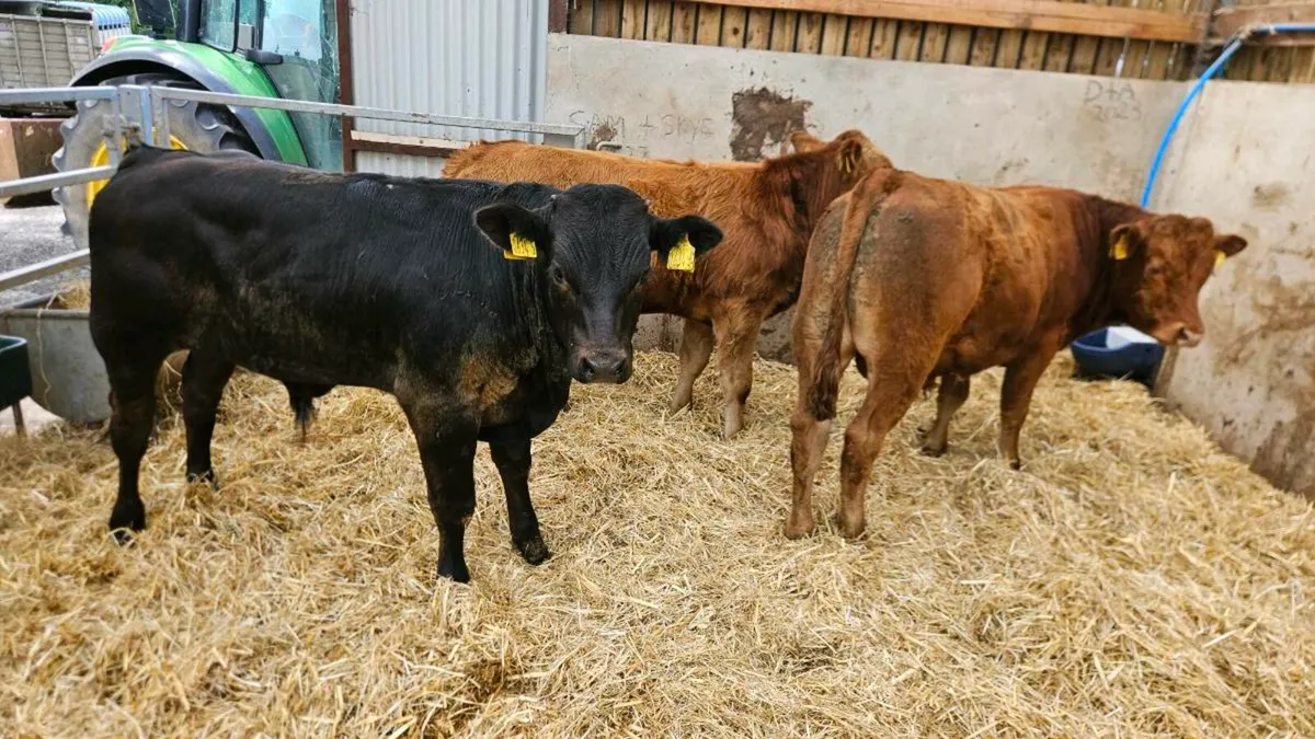 Three Limousin Bulls - Image 2