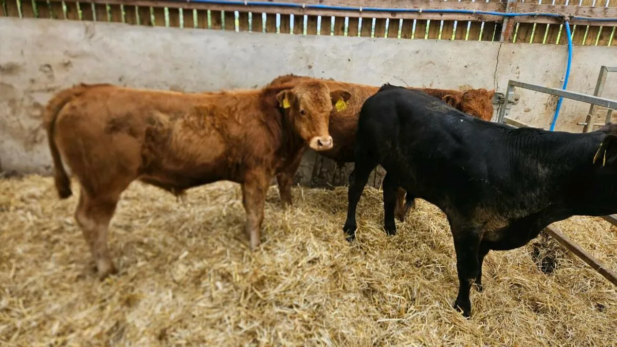 Three Limousin Bulls - Image 3