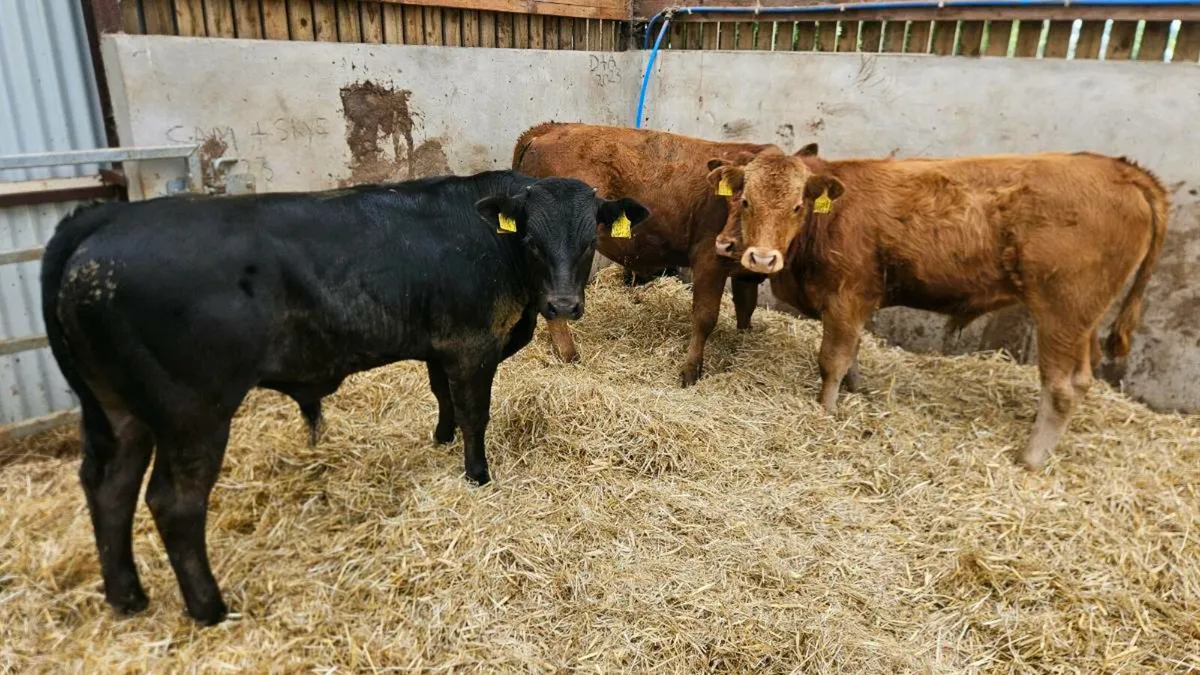 Three Limousin Bulls - Image 4