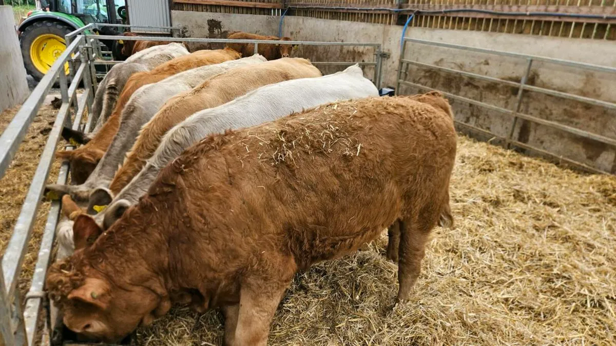 Charolais Heifers - Image 2
