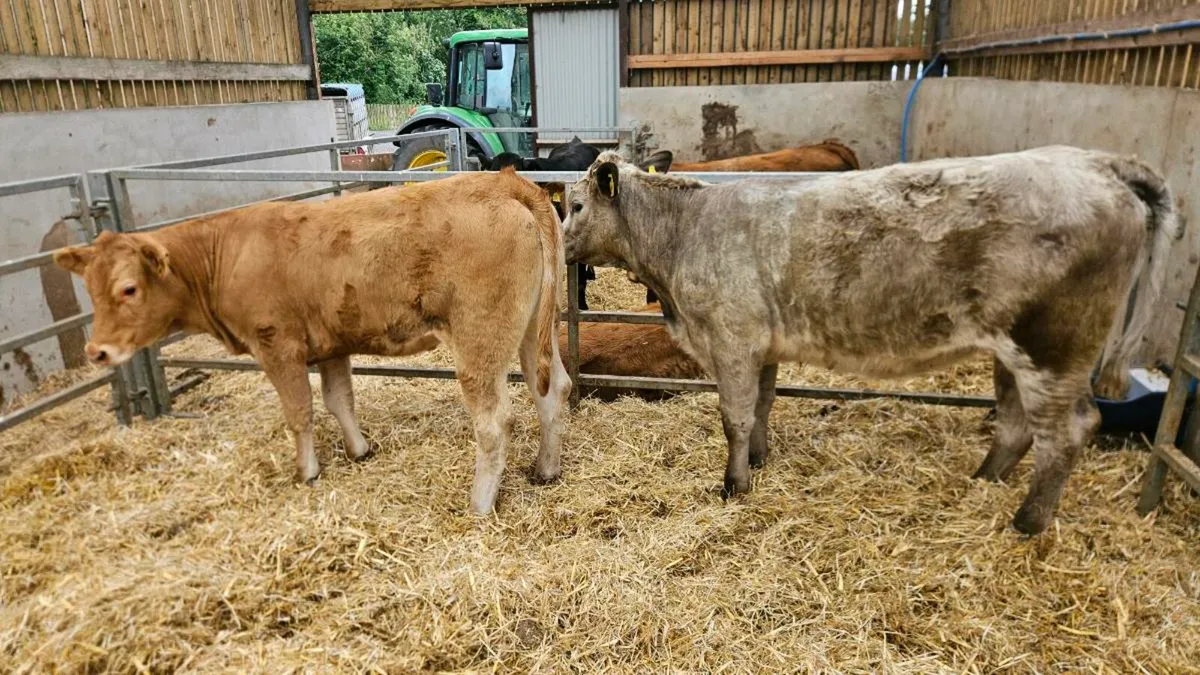 Charolais Heifers - Image 3