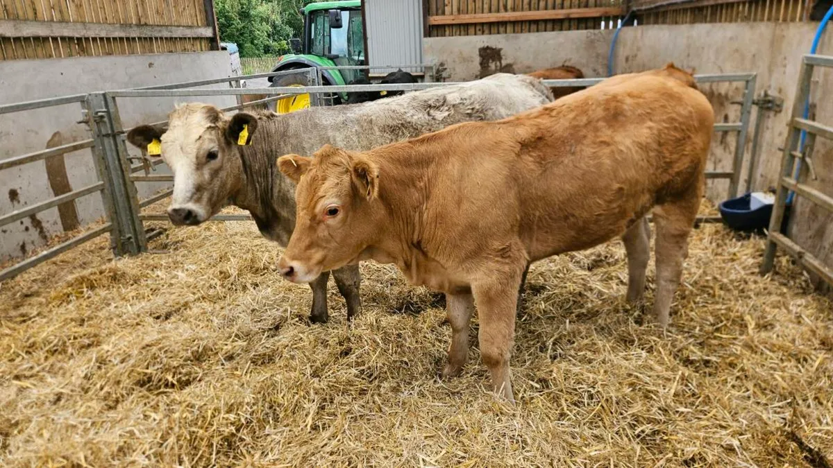 Charolais Heifers - Image 4