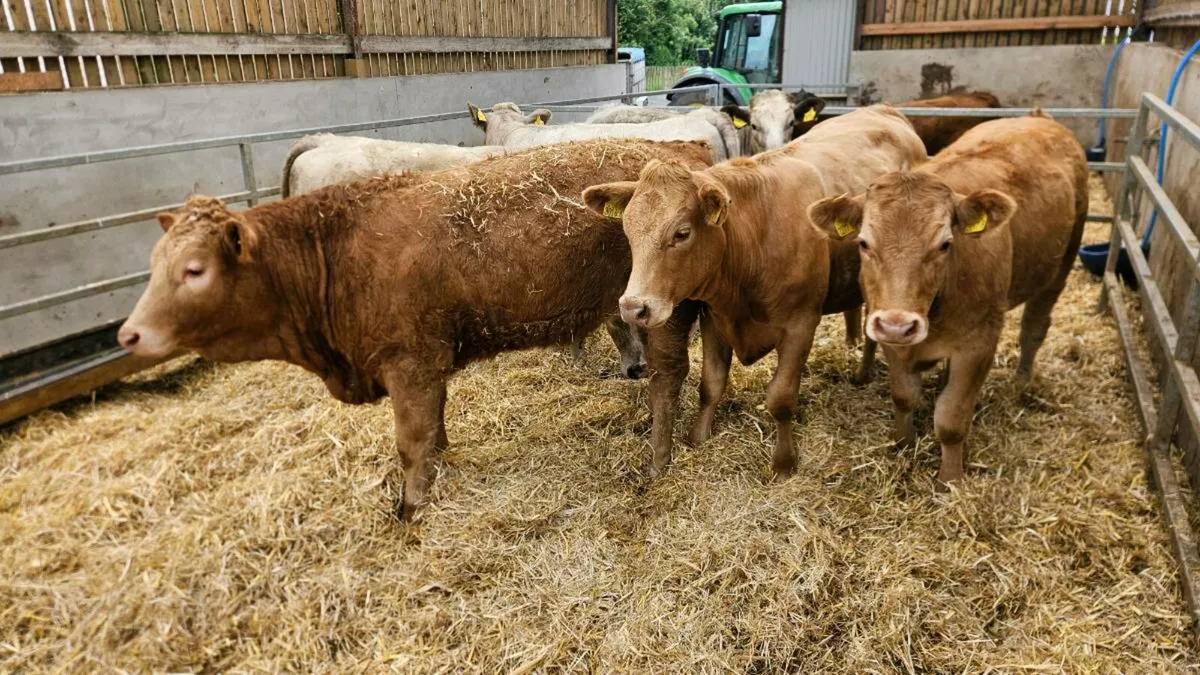 Charolais Heifers - Image 1