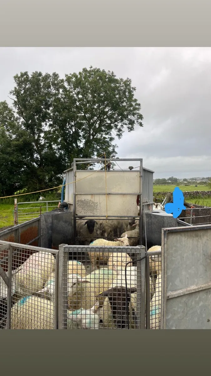 Mobile Sheep dipping - Image 3