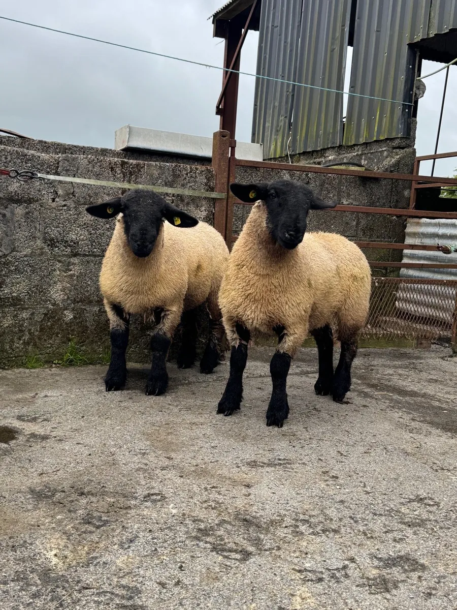 Pedigree Suffolk ewe lambs - Image 1
