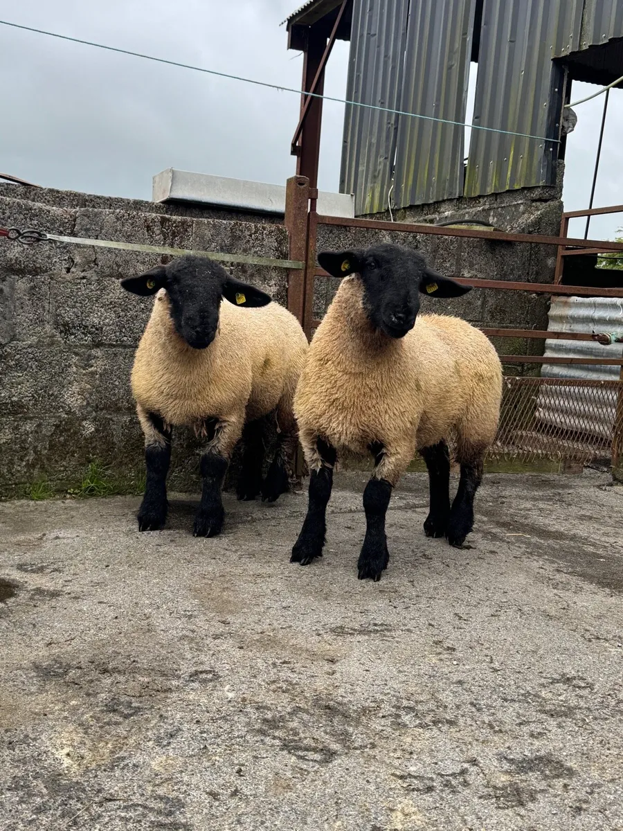 Pedigree Suffolk ewe lambs - Image 2