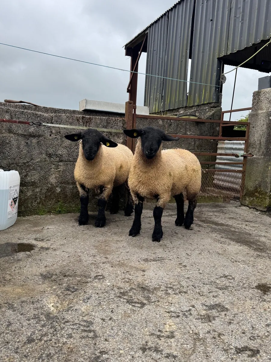 Pedigree Suffolk ewe lambs - Image 3