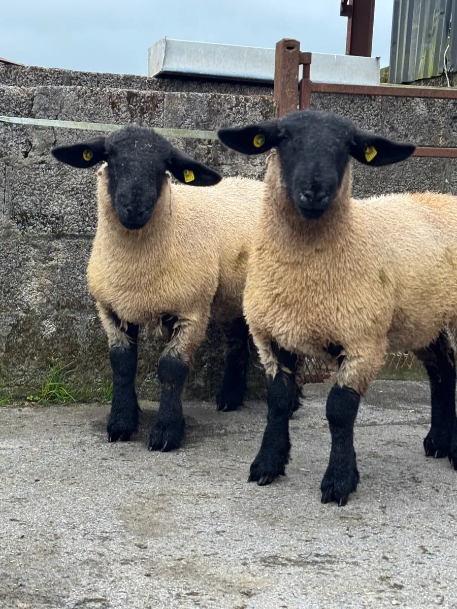 Pedigree Suffolk ewe lambs - Image 4
