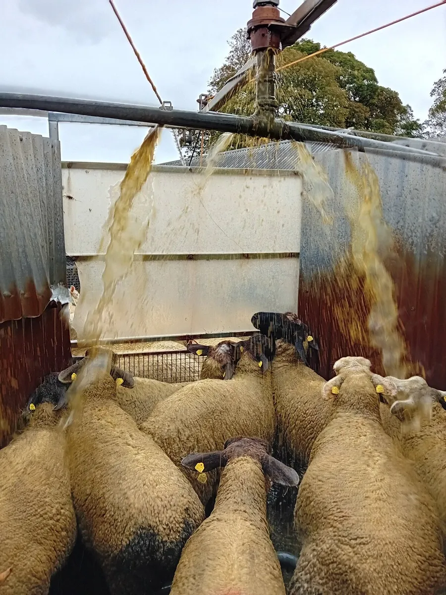 Mobile Sheep dipping - Image 4
