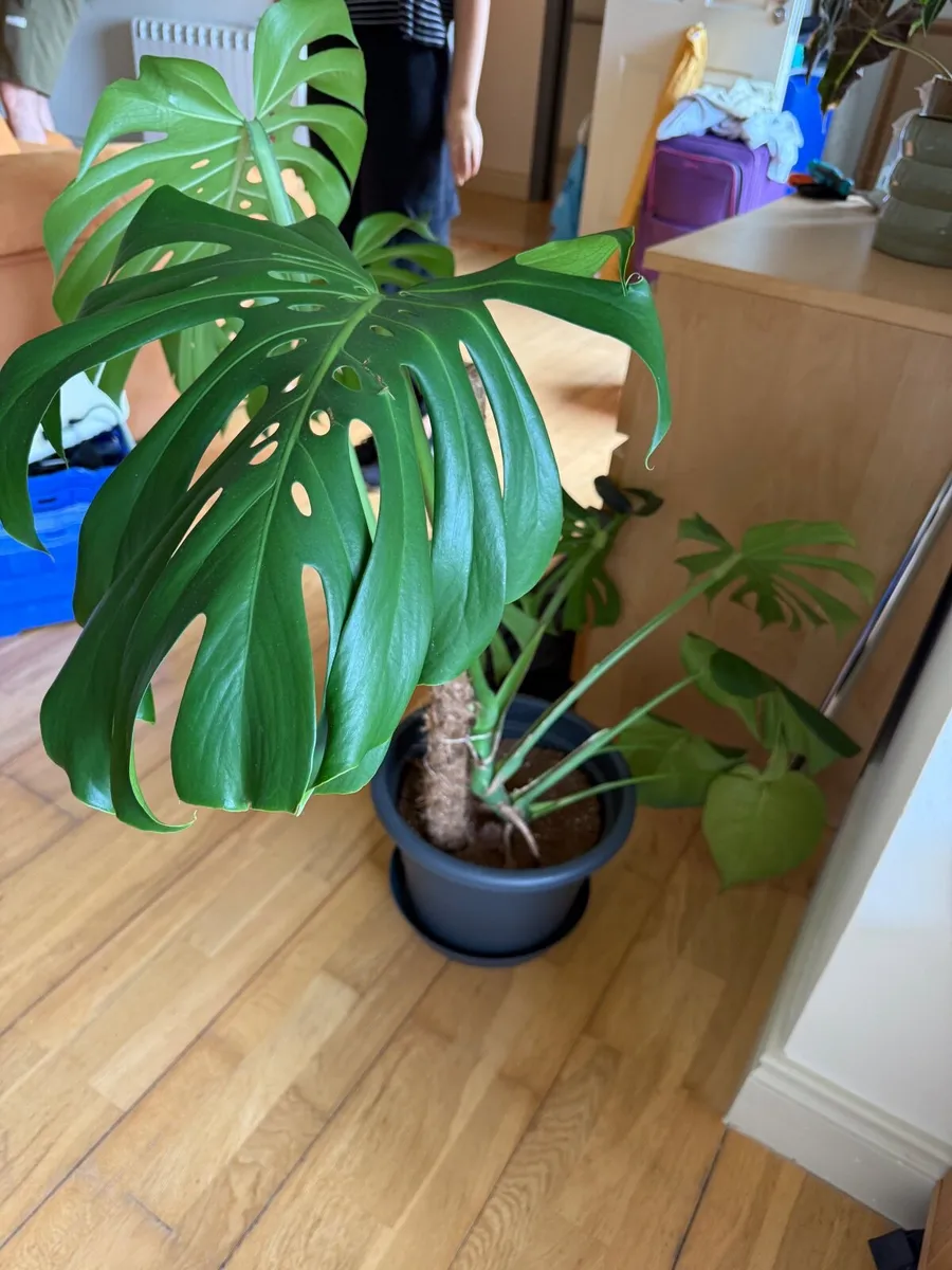 Monstera House plant - Image 1