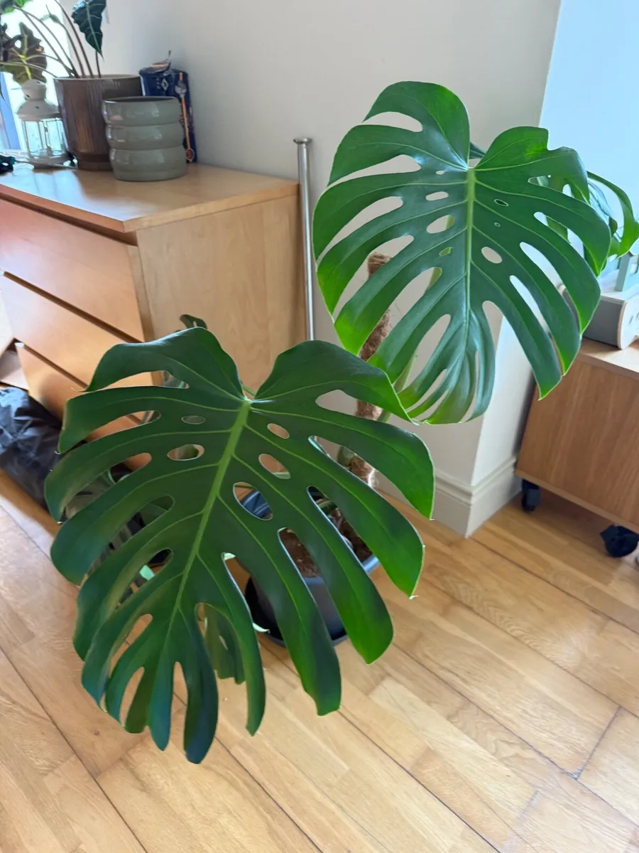 Monstera House plant - Image 2