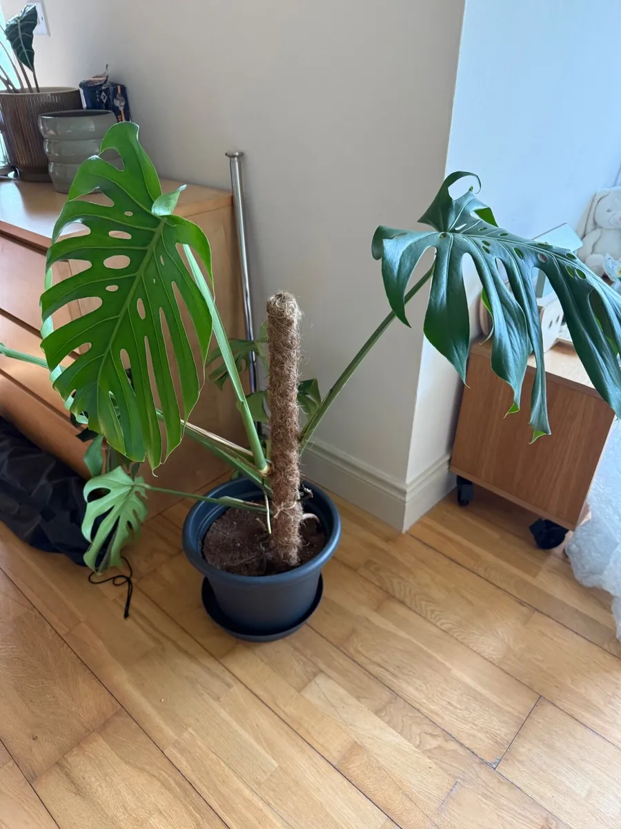 Monstera House plant - Image 3