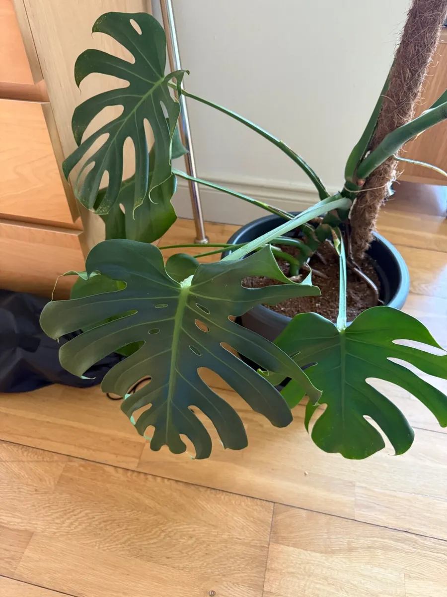 Monstera House plant - Image 4