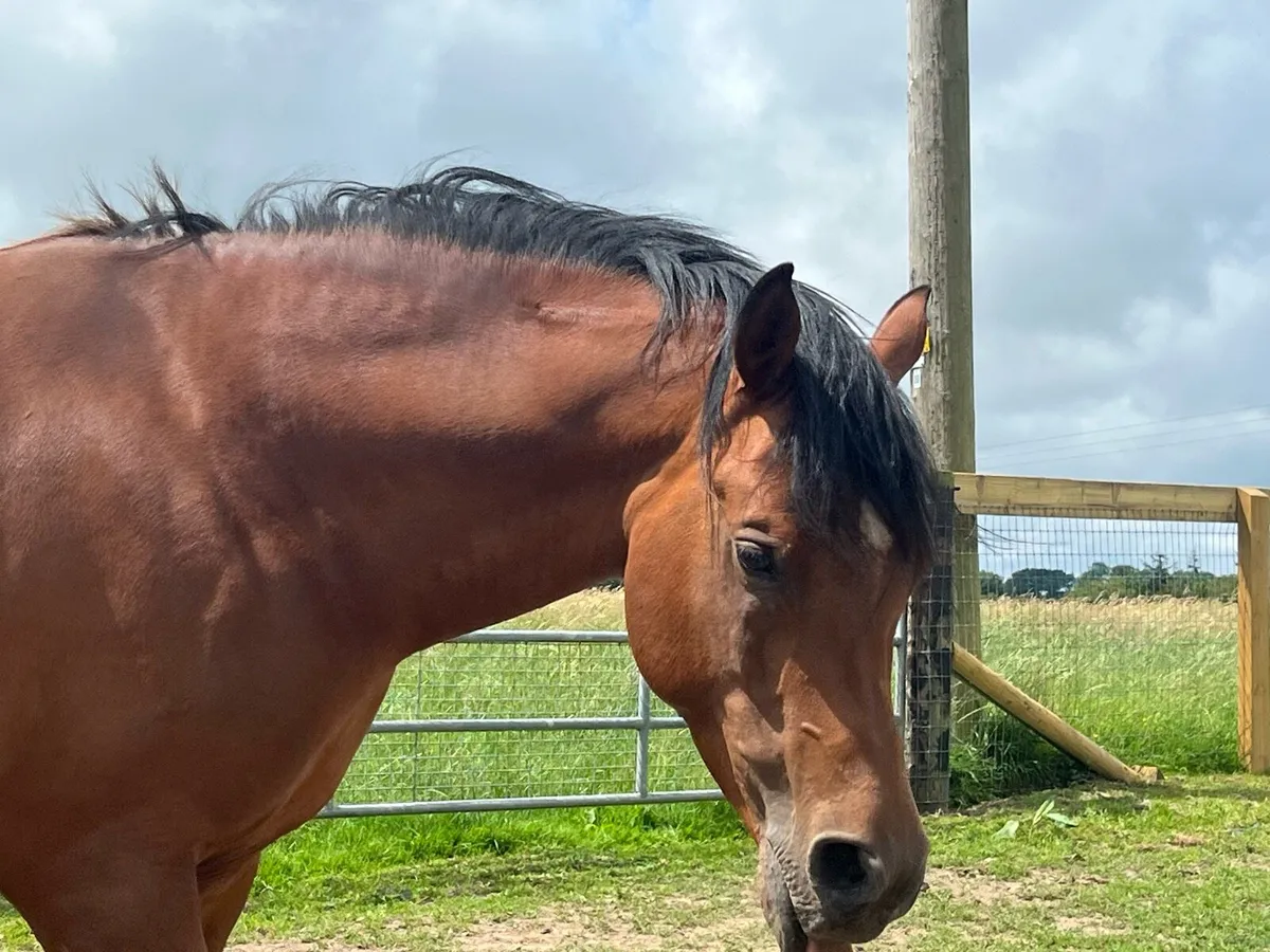 Arabian Stallion available for cover - Image 1