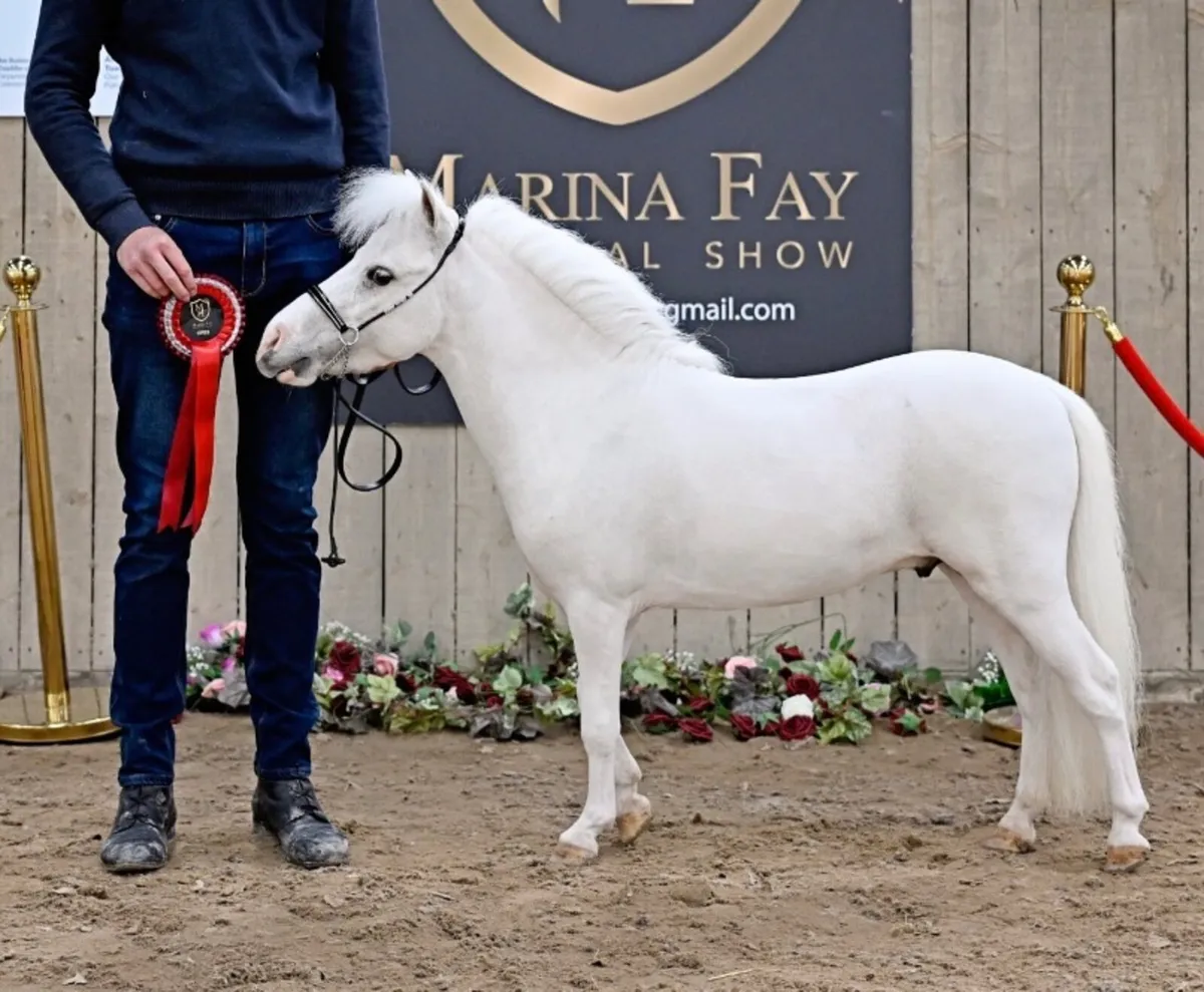 Miniature stallion for stud - Image 1
