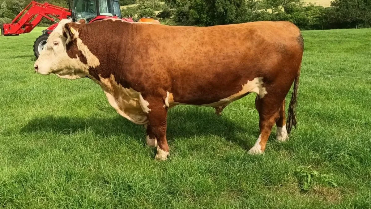 Hereford Bull Enniscorthy Mart 8th of July - Image 1