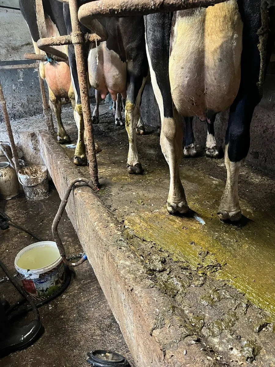 Dairy cows - Image 1