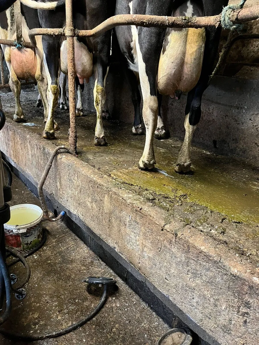 Dairy cows - Image 2