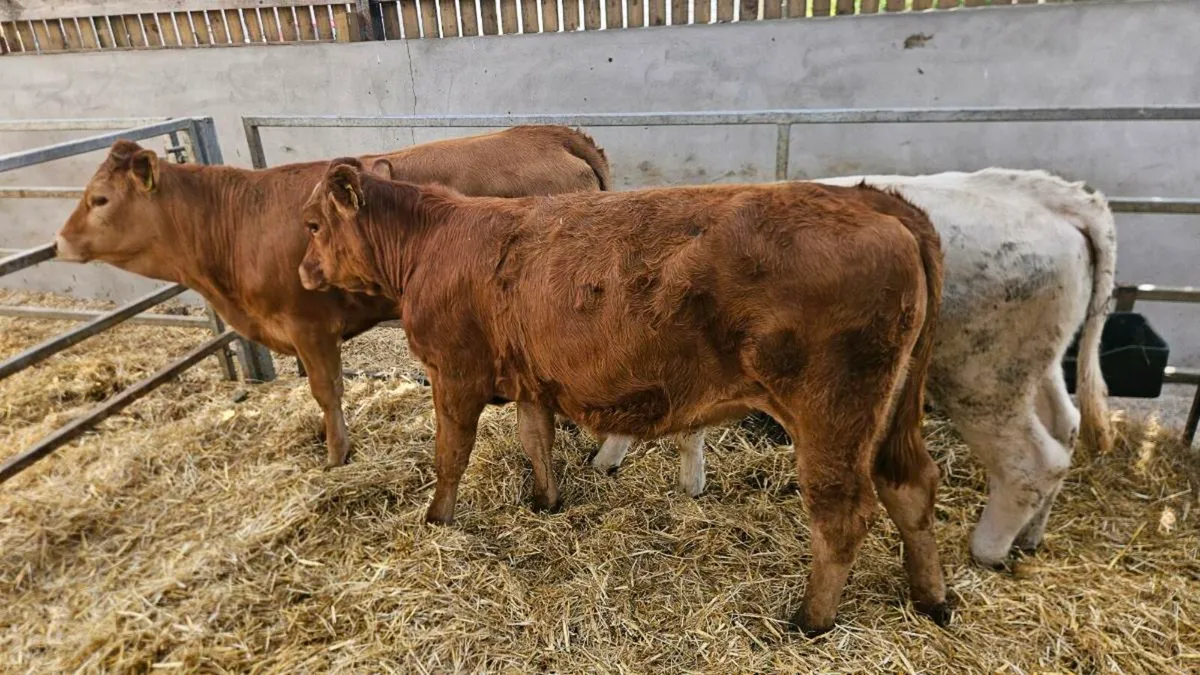 Three Heifers Limousin & Charolais - Image 1
