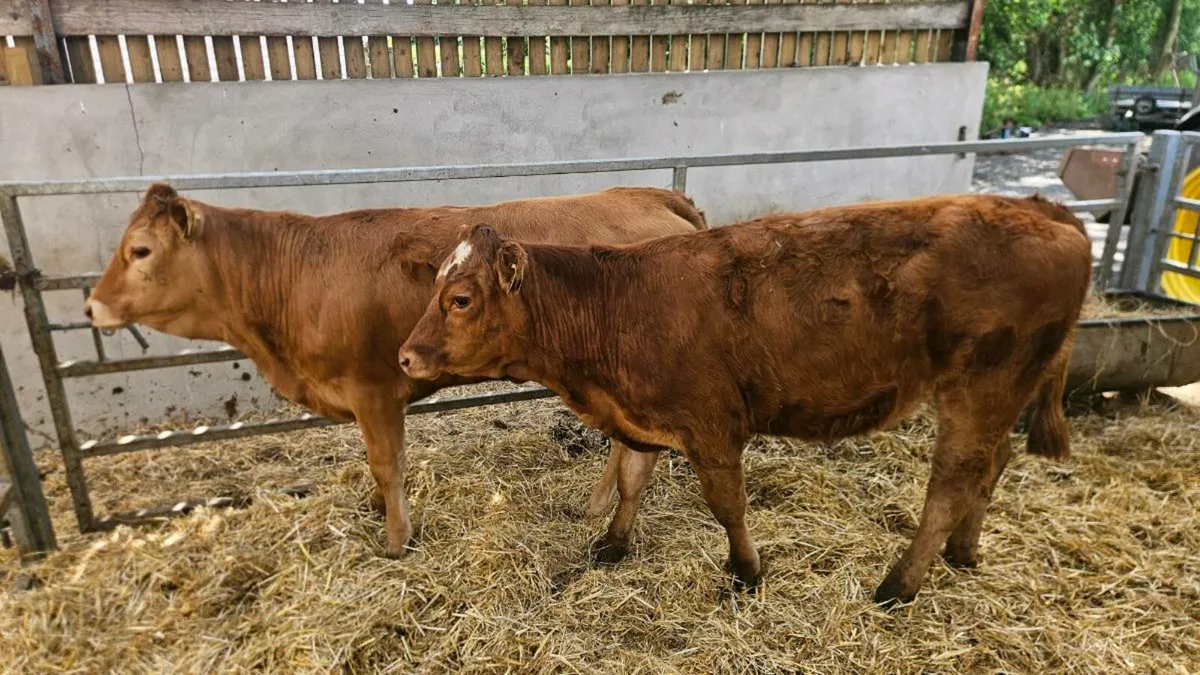 Three Heifers Limousin & Charolais - Image 2