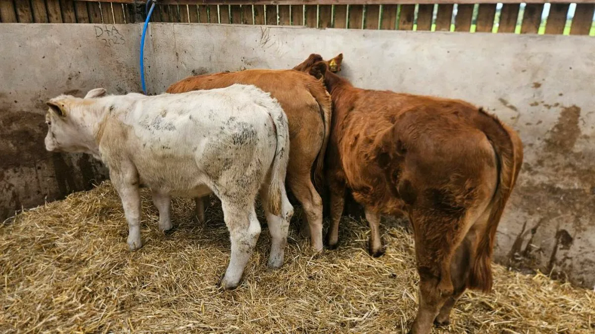 Three Heifers Limousin & Charolais - Image 4