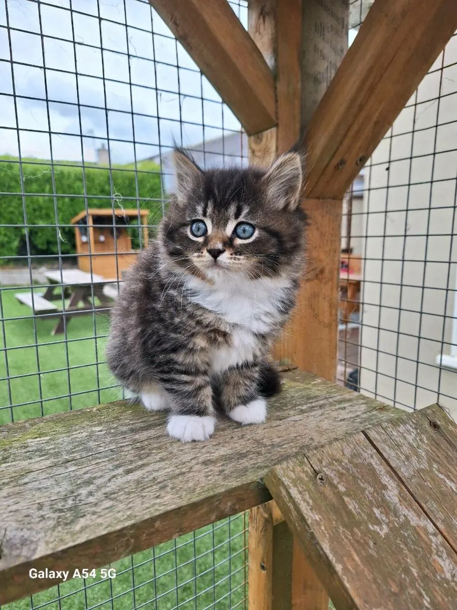 British longhair x kittens - Image 1