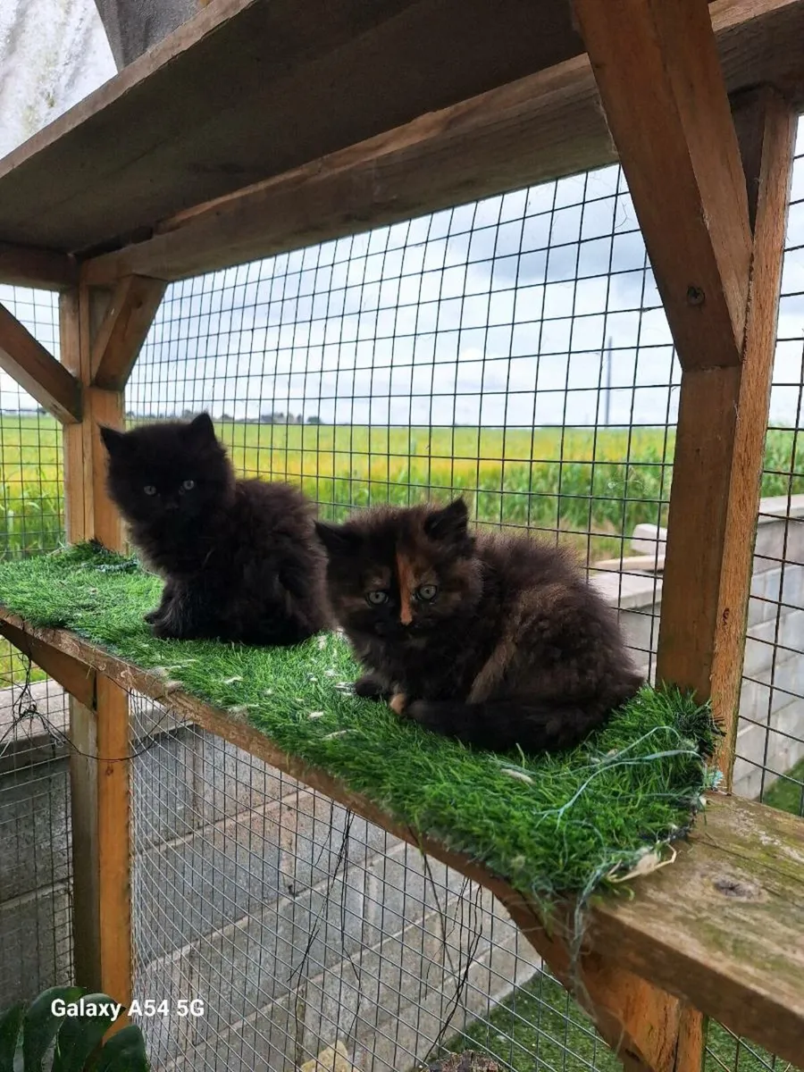 British longhair x kittens - Image 2