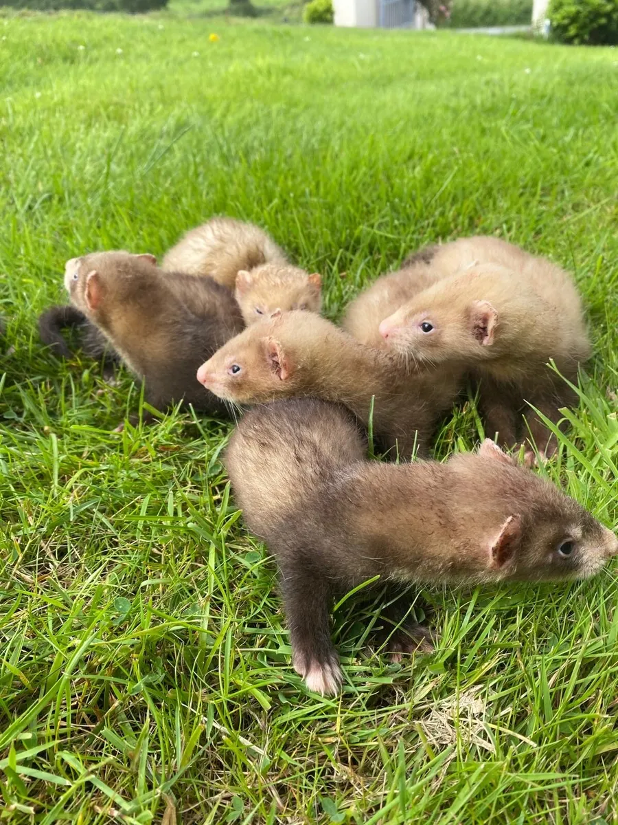 Ferret - Image 1
