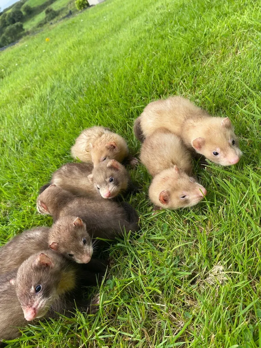 Ferret - Image 2