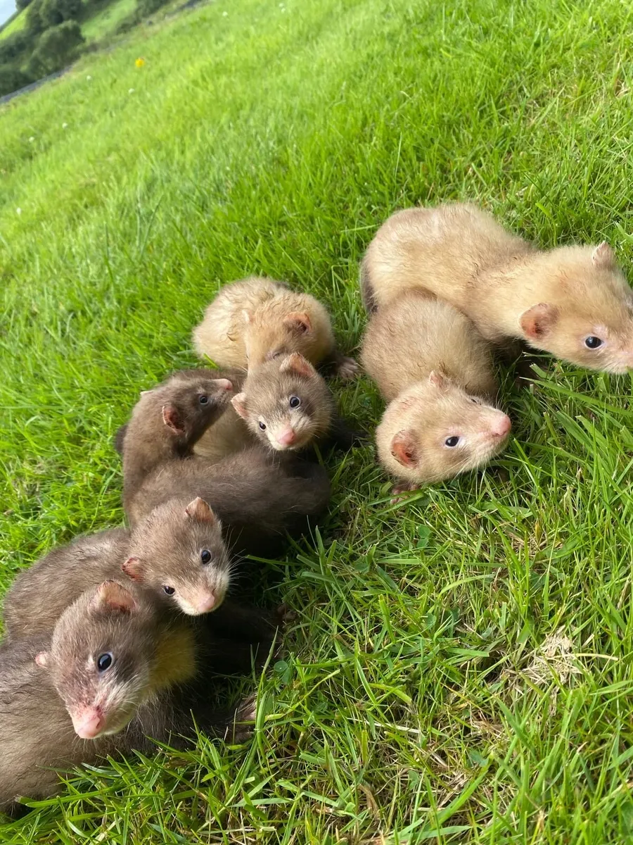 Ferret - Image 3