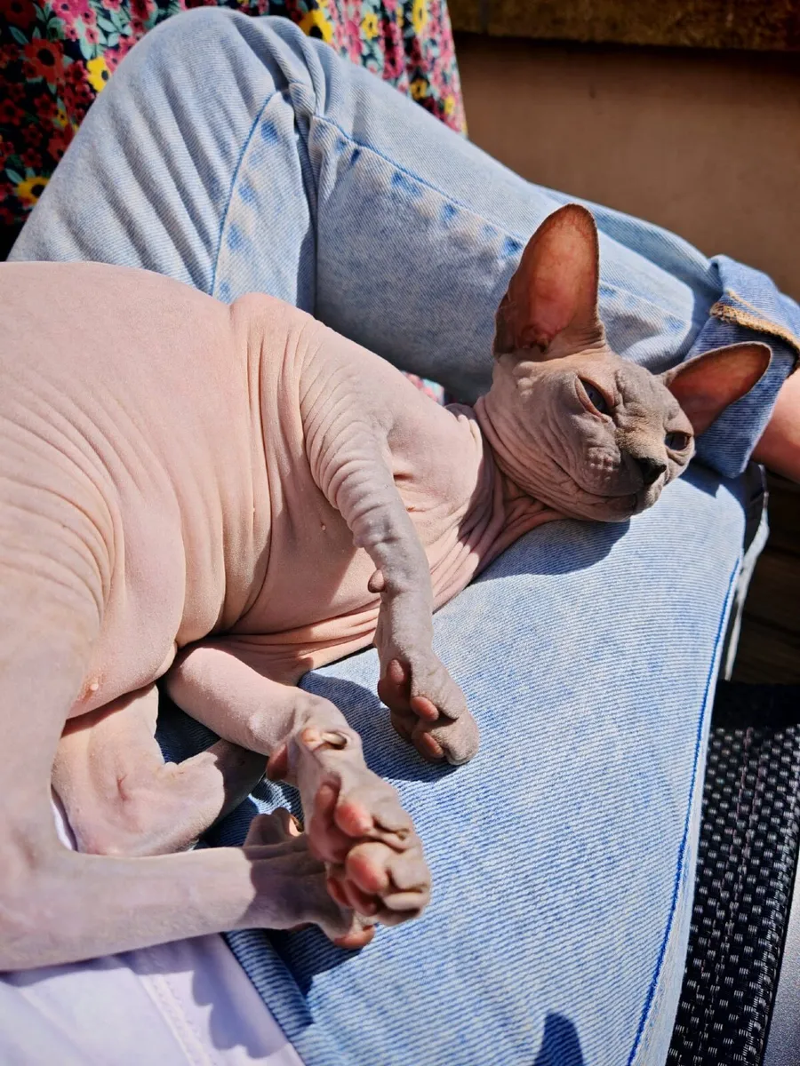 Cat female neutered