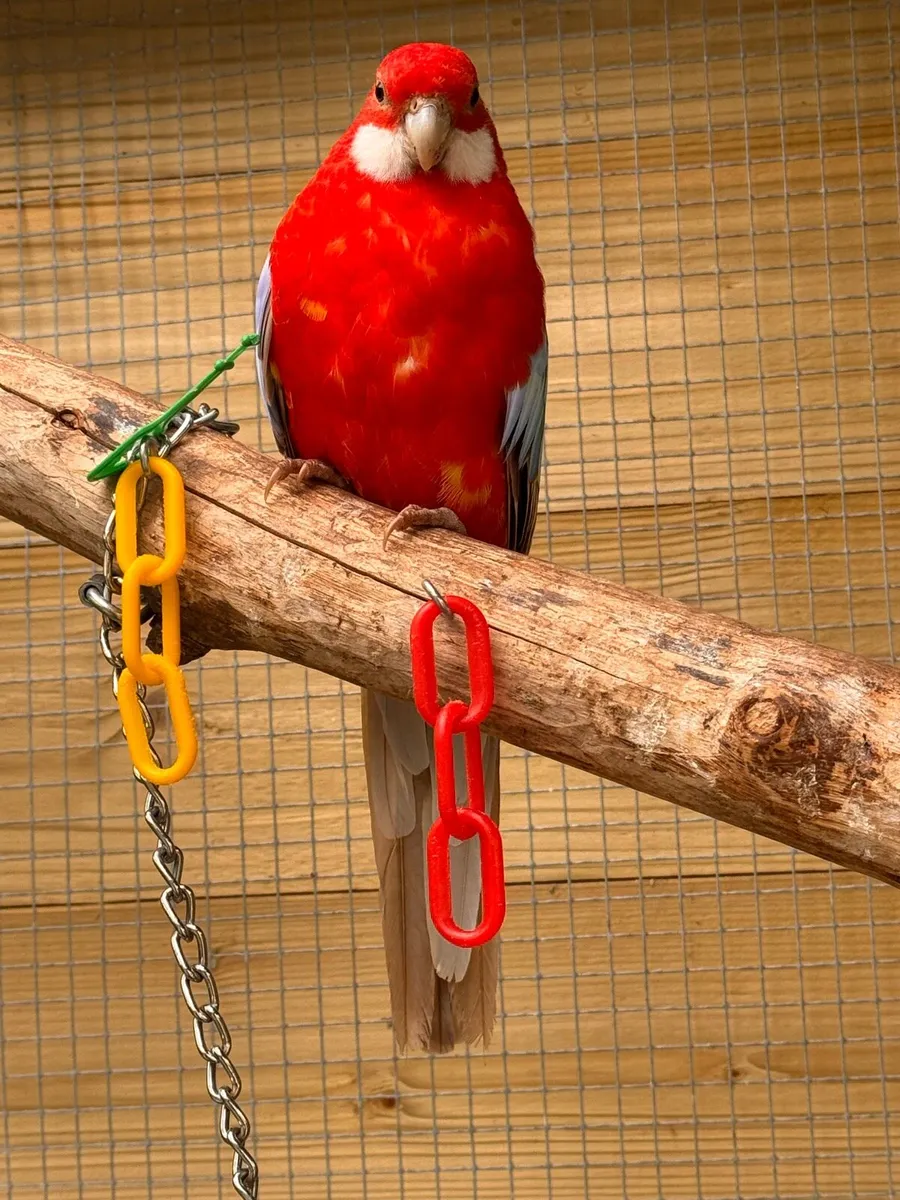 Rosella - Image 1