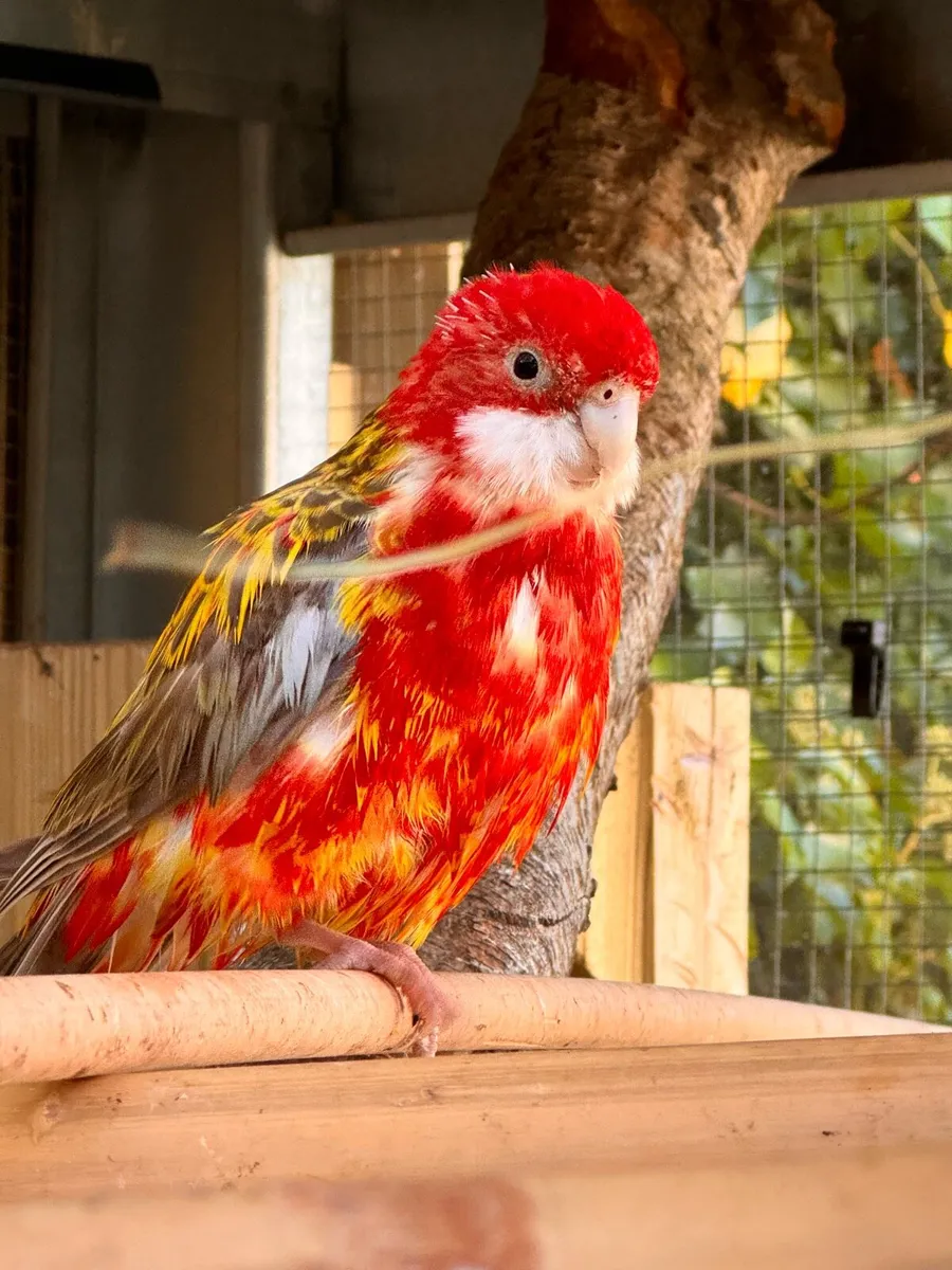 Rosella - Image 2