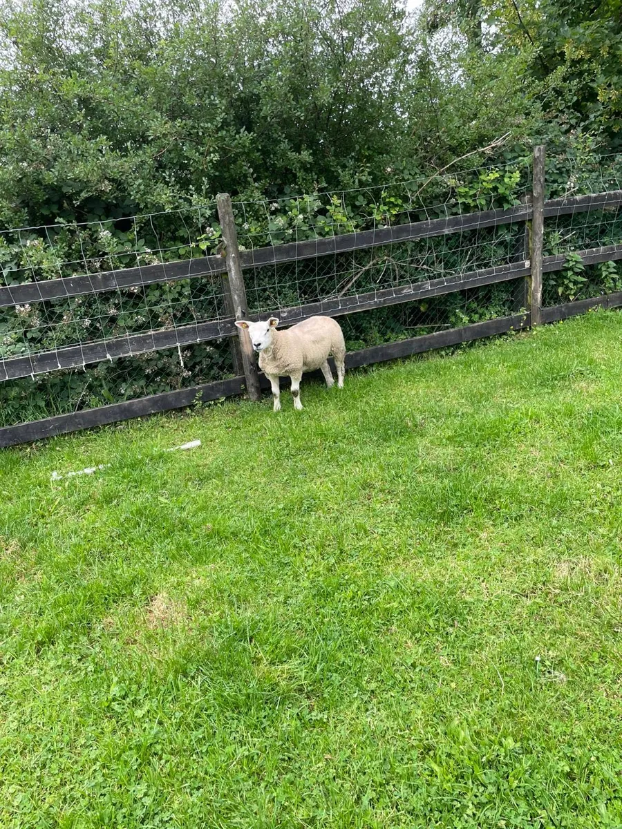 Ewe lamb - Image 1